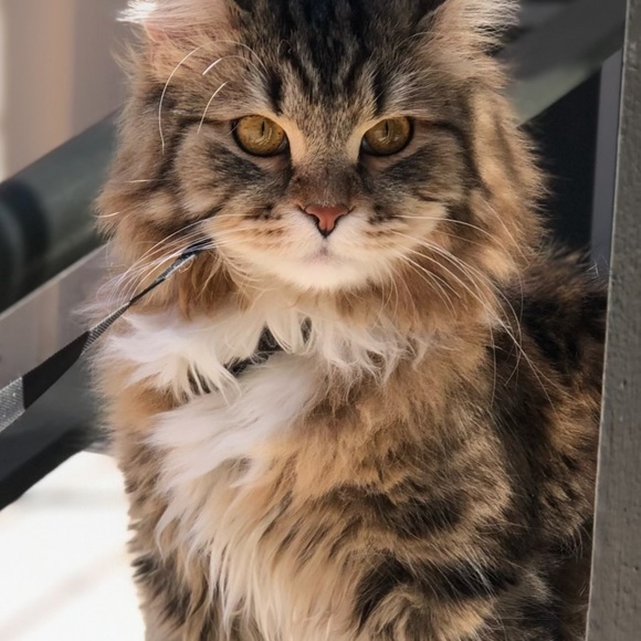 Meet your Posher, Izah - Picture 2 of 3